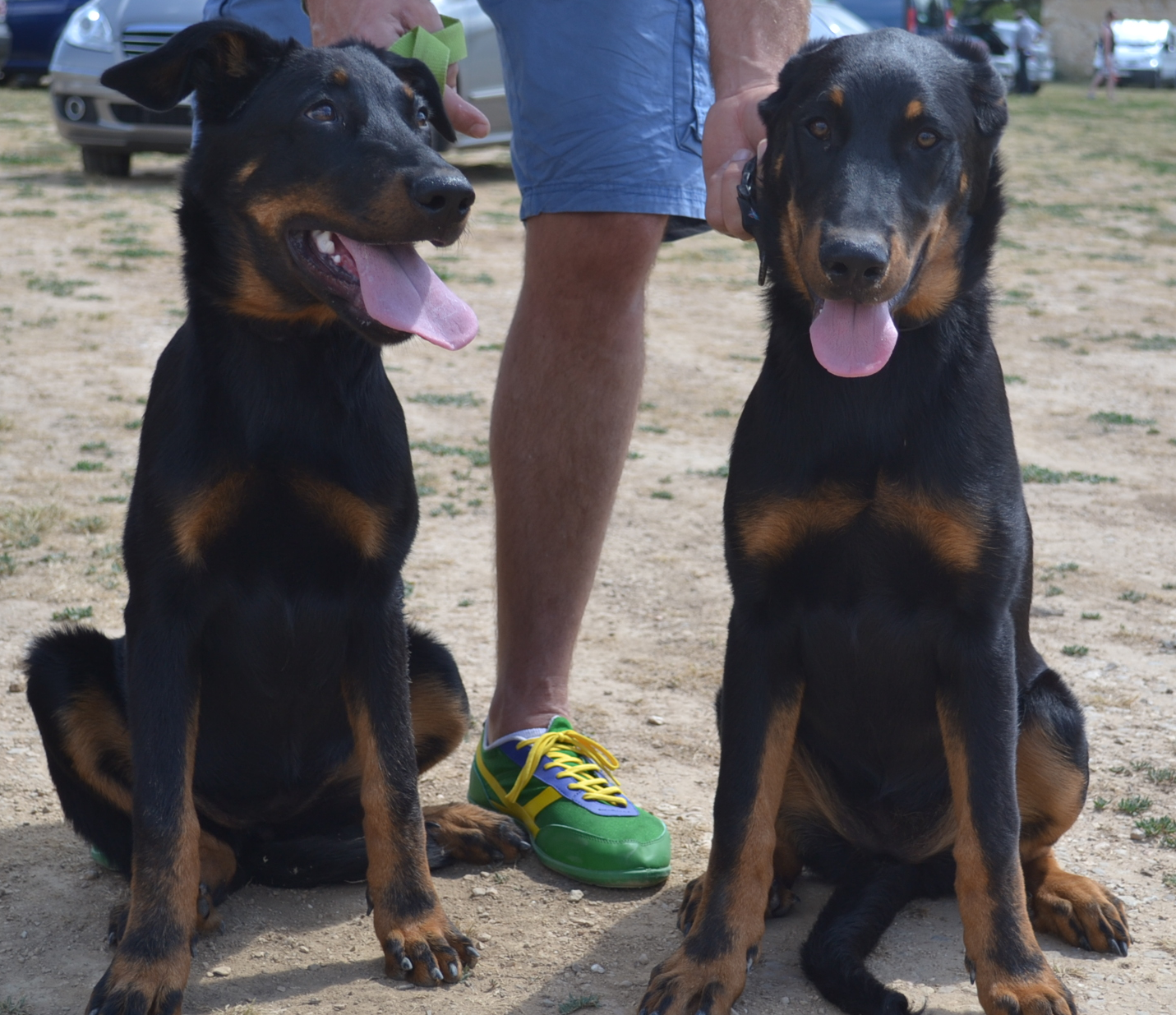 club rencontre animaux