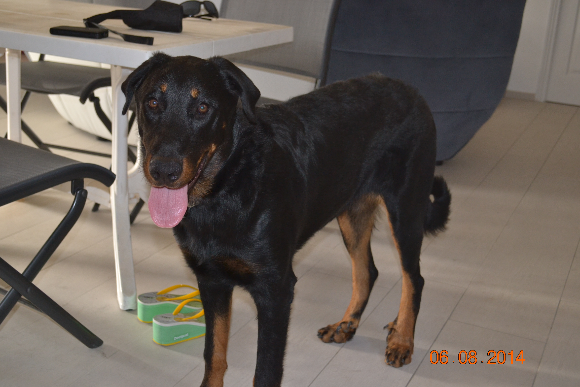 Elevage Chiot Beauceron Paca Var