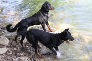 Acheter un chiot Beauceron a l’élevage de l'Elite Noir et Feu