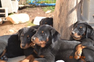 Chiots beauceron de l'élite noir et feu