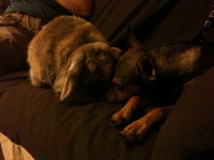 lapin chien calin caramelle baldie