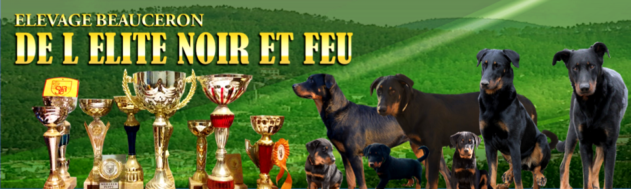 Elevage de Beaucerons et de Manchester Terrier