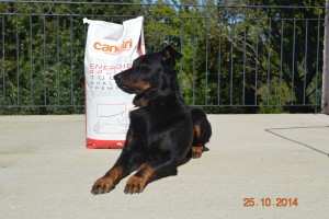 Alimentation croquettes chiots beauceron Canutri