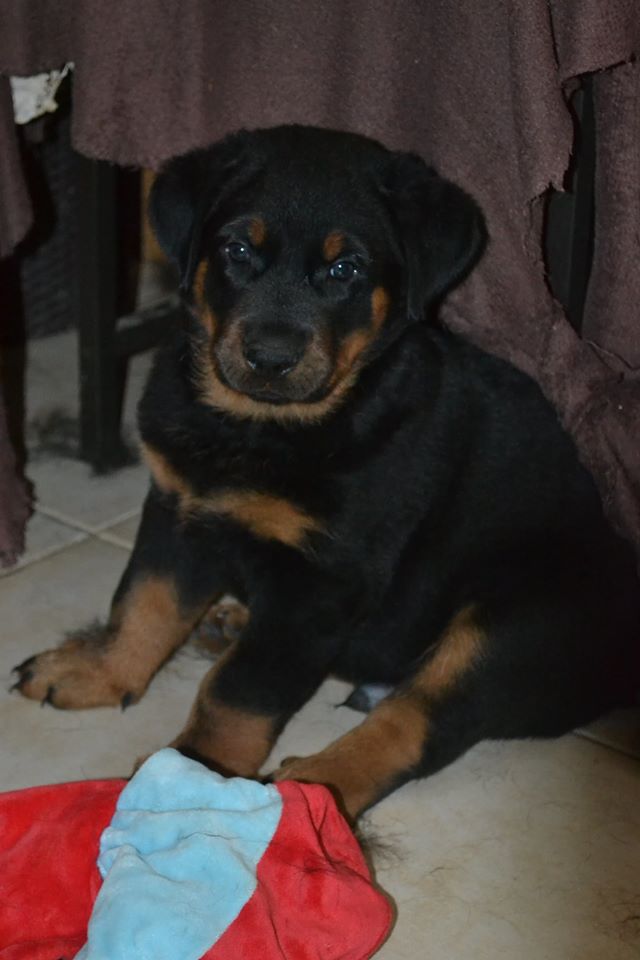 Chiots Beauceron Disponibles